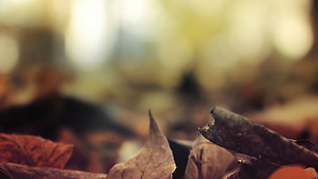 Autumn forest, Nature's beauty, leaves, Serene escape HD wallpaper