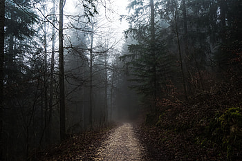 Nature, Trees, Autumn, Forest, Fog, Path, Stroll HD wallpaper