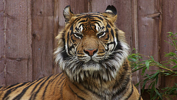 Animals, Muzzle, Big Cat, Tiger, Anger HD wallpaper
