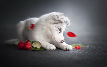 dog with roses, animal, dog, roses, petals, flowers, look HD wallpaper