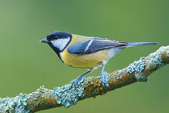 Animals, Bird, Sit, Branch, Color, Tit, Titica HD wallpaper