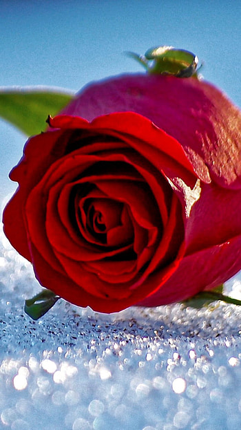flower, red rose, red flower, nature, rose HD phone wallpaper