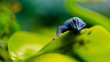 Lygodactylus williamsi, Geckos HD wallpaper