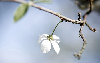 Flower, Macro, Petals HD wallpaper