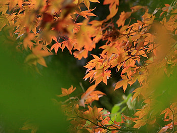 Nature, Autumn, Leaves, Blur, Smooth HD wallpaper