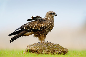 Animals, Rock, Bird, Stone, Eagle HD wallpaper