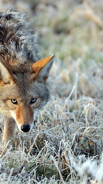Coyote, Majestic wildlife, Breathtaking scenery, Striking visuals HD phone wallpaper