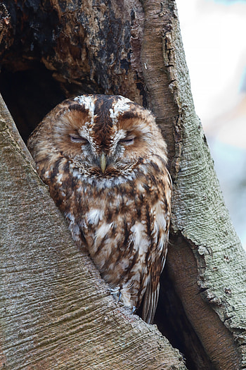 Animals, Owl, Bird, Brown, Dream, Sleep HD phone wallpaper