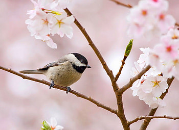 Blooms and a chickadee, branch, chickadee, pink, white, black, blossoms, spring HD wallpaper