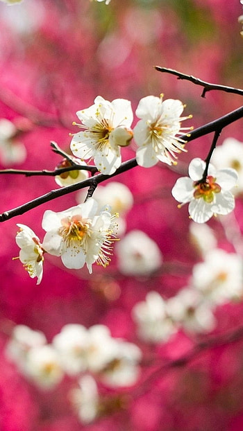 Spring Flowers, Pink, Nature Background HD phone wallpaper