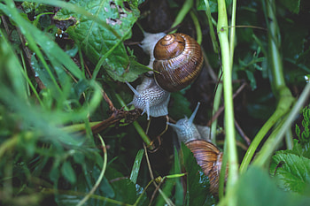Animals, Grass, Snails, Crawl HD wallpaper