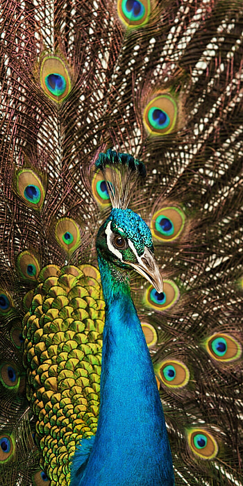 Peafowl , quality, Indian peacock train, Captivating animal beauty HD phone wallpaper