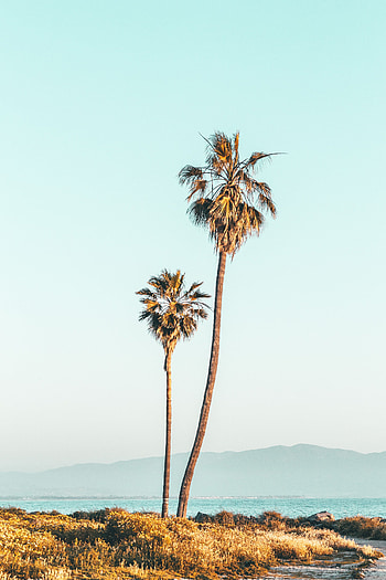 Nature, Trees, Palms, Coast, Fog HD phone wallpaper