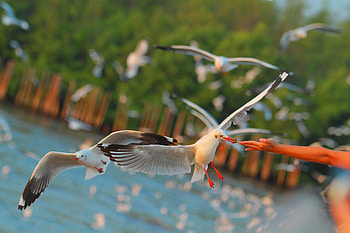 Animals, Birds, Sea, Seagulls, Hand HD wallpaper