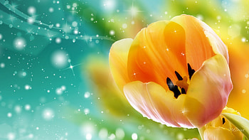 First Tulip of Spring, tulip, glow, fleur, aqua, cyan, stars, gold, sparkles, spring, Dutch, bright, yellow, shine, flowers, Holland HD wallpaper