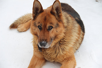 Animals, Lies, Dog, Muzzle, Sight, Opinion, German Shepherd HD wallpaper