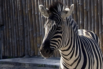 Animals, Zebra HD wallpaper