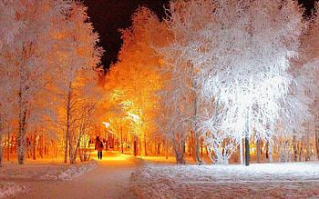 Snowy Trees, winter, lights, snow, trees, nature, lantern, park, walk HD wallpaper