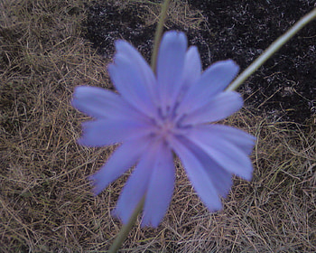 Blue flower, blue, cicoare, flower HD wallpaper