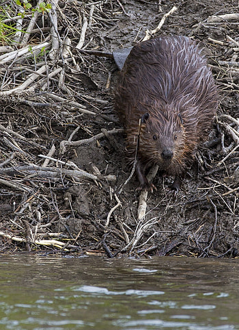Wild beaver, Animal in jungle, , Jooinn HD phone wallpaper
