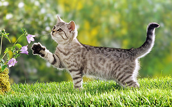 Animals, Cats HD wallpaper