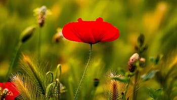 Beautyful Poppy, spring, red, petals, blossom, buds HD wallpaper
