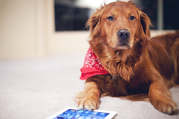 Animals, Dog, Redhead, Tablet HD wallpaper