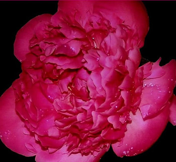 Close up open Red Ponie, graphy, flower, red, nature, ponie, close up HD wallpaper