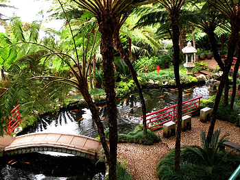 Nature, Trees, Bridge, Pond, Fish, From Above, Above HD wallpaper