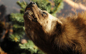 Bear , Bear , Bear , Bear HD wallpaper