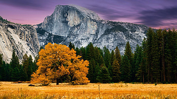 Sunset and Fall Colors in Yosemite National Park, California, leaves, rocks, usa, trees, autumn, mountains HD wallpaper