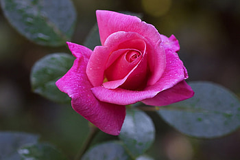 Pink Rose, Pink, Flower, Rose, Petals HD wallpaper