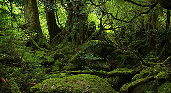 Rain Forest, beautiful, rain, forest, green HD wallpaper