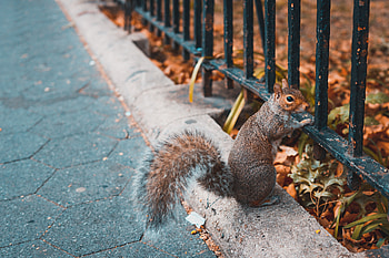 Animals, Squirrel, Fence, Animal, Worth HD wallpaper