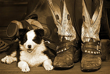 Puppies & Boots, love four seasons, animals, dogs, puppies, cowboy, boots, dogs and cats HD wallpaper
