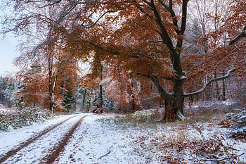 Country road at winter, winter, road, snow, tree HD wallpaper