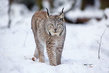 Animals, Winter, Snow, Iris, Cat, Predator HD wallpaper
