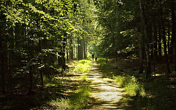 Forest Path, trees, nature, forest, path HD wallpaper