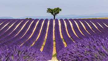 Lonely tree in a lavender field, Lonely, a lavender, tree in, field HD wallpaper