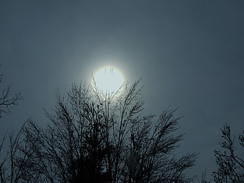 Ring Around The Sun, graphy, Tree, Nature, Sun, Sky HD wallpaper