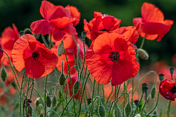 Poppies, Flowers, Nature, Closeup HD wallpaper