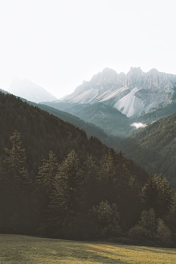 Nature, Trees, Mountains, Forest, Fog, Slopes HD phone wallpaper
