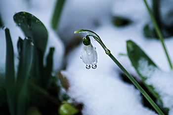 Snowdrop, dew drops, closeup HD wallpaper