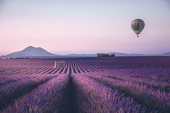 Lavender-Field, grass, nature, field, Lavender HD wallpaper