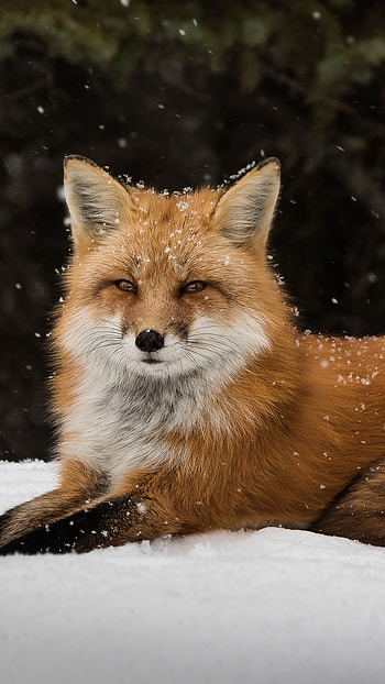 Red Fox in the Snow, Animal, fox HD phone wallpaper