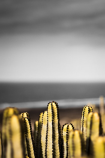 Cactuses, Flowers, Plant, Barbed, Spiny, Decorative, Succulent HD phone wallpaper