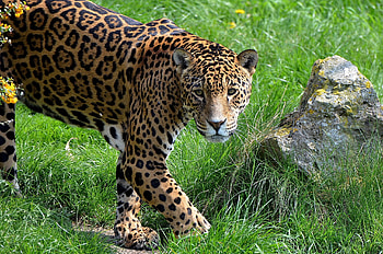 Animals, Grass, Jaguar, Rock, Predator, Stone HD wallpaper