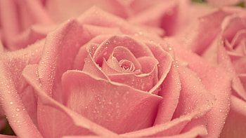 Plants, Flowers, Roses HD wallpaper