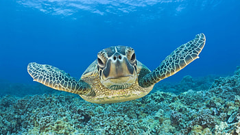 Turtles HQ HD wallpaper