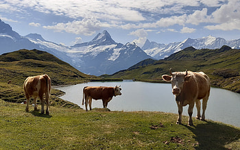 Swiss Landscape, Switzerland, cows, mountains, lake HD wallpaper